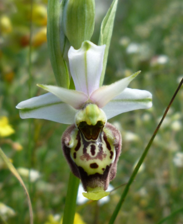 Ophrys (h.) dinarica variazioni